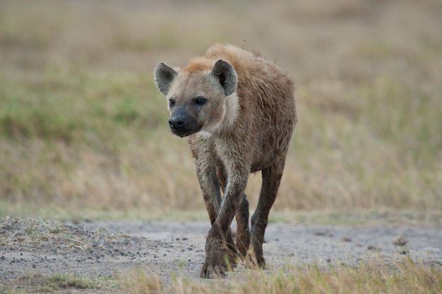 Hyène marchant dans la savane