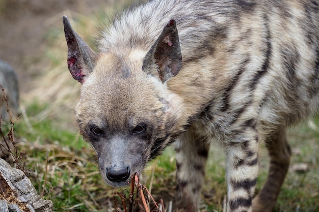 Hyène rayée Hyaena hyaena sultana