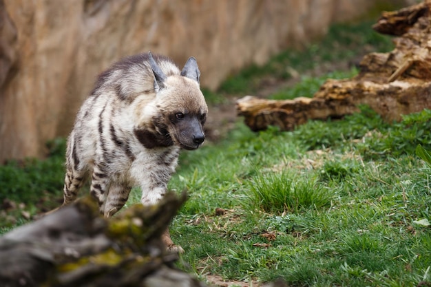 Hyène rayée Hyaena hyaena sultana