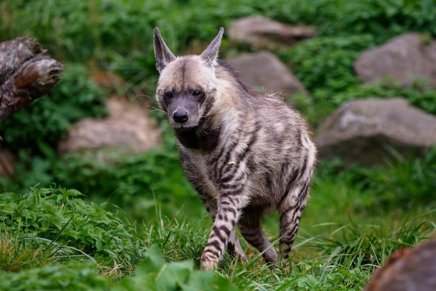 Hyène rayée Hyaena hyaena sultana