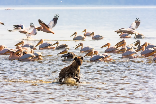 Hyène sur la rive du lac Nakuru, Kenya