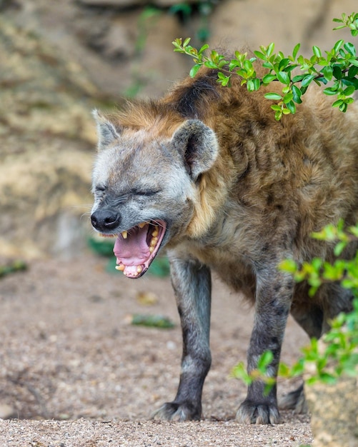 Photo hyène à taches noires africaine