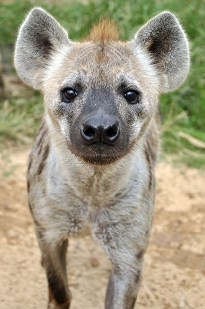 Photo hyène tachetée