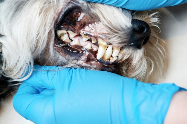 Photo hygiène bucco-dentaire du chien, chien malade, gros plan du problème