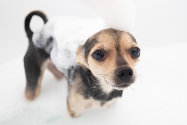 Hygiène et propreté du chien Le petit animal se baigne dans la baignoire avec de la mousse