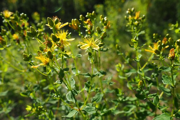 Hypericum perforatum connu sous le nom de millepertuis est une plante à fleurs de la famille des Hypericaceae et l'espèce type du genre Hypericum Tutsan Millepertuis Fleurs médicinales jaunes