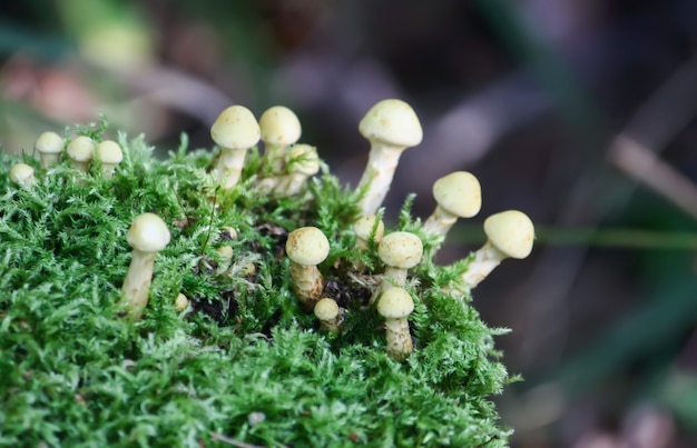 Hypholoma fasciculare champignons non comestibles vénéneux poussant sur une souche d'arbre dans la mousse