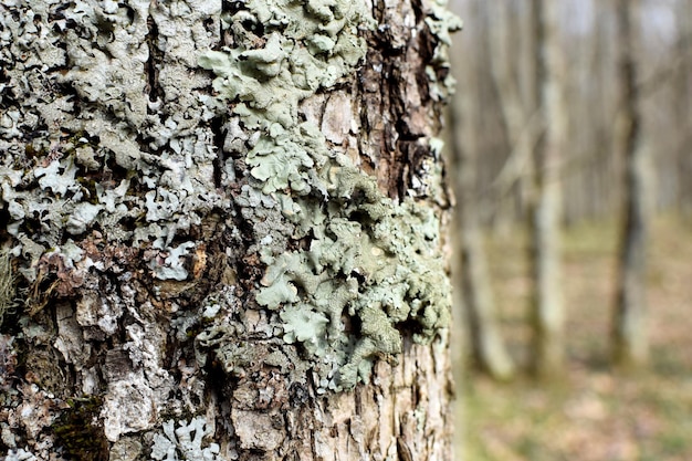 Hypogymnia physodes lichen sur un tronc d'arbre dans la forêt gros plan mise au point sélective