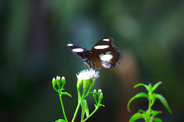 Hypolimnas bolina le grand papillon ou papillon de lune bleue reposant sur les plantes à fleurs