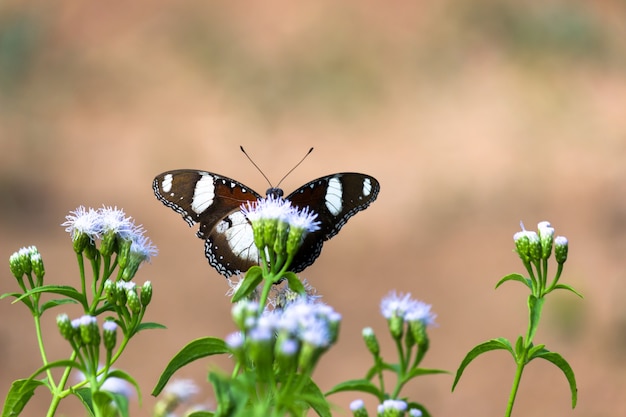 Hypolimnas bolina le grand papillon ou papillon de lune bleue reposant sur les plantes à fleurs