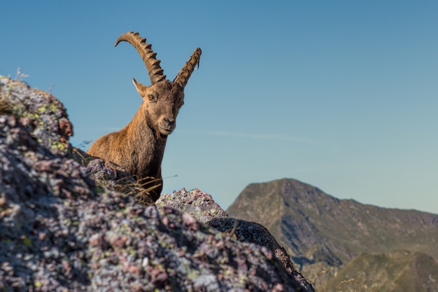 Photo ibex