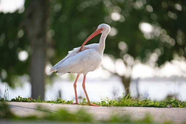 Ibis blanc oiseau sauvage également connu sous le nom de grande aigrette ou héron marchant sur l'herbe dans le parc de la ville en été