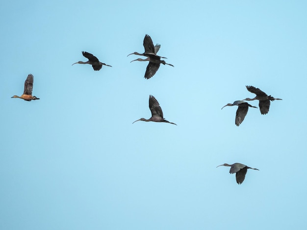 Ibis brillant et petit canard siffleur