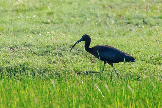 Ibis brillant (Plegadis falcinellus) échassier dans l'habitat naturel