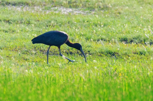 Ibis brillant (Plegadis falcinellus) échassier dans l'habitat naturel