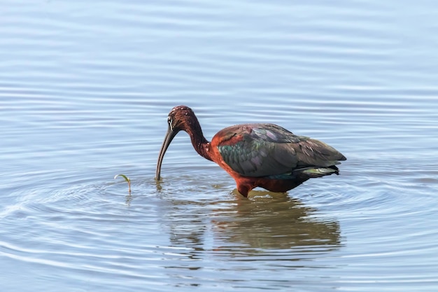 Ibis brillant (Plegadis falcinellus) échassier