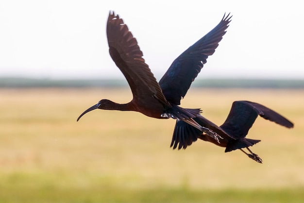 Ibis brillant en vol (Plegadis falcinellus)