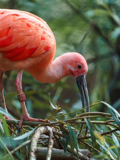 Ibis écarlate