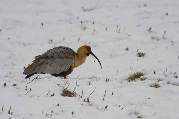 Ibis à face noire sur la neige