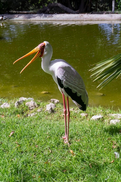 Ibis Mycteria blanc et rose debout sur l'herbe près de l'étang