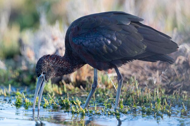 Ibis Plegadis falcinellus brillant Malaga Espagne