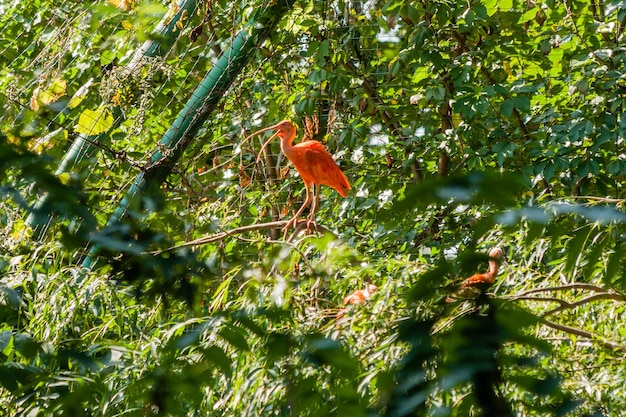 Ibis rouge se prélasse au soleil