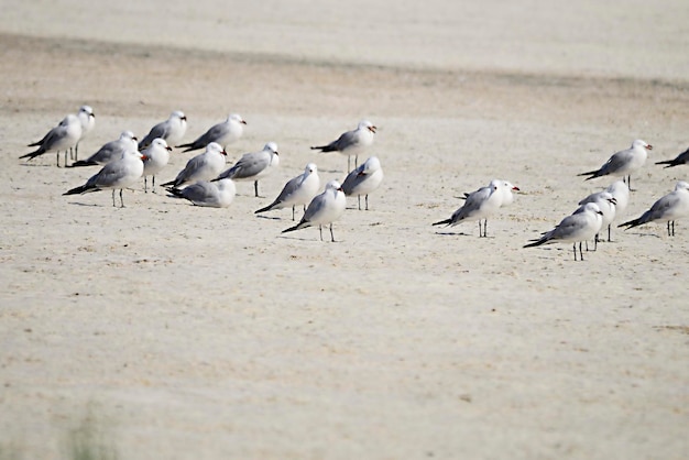 Ichthyaetus audouinii - Mouette des Audouins est une espèce d'oiseau charadriiforme de la famille des Laridés