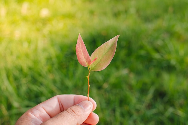 Icône ESG, concept de gouvernance environnementale et durable sur feuille sèche