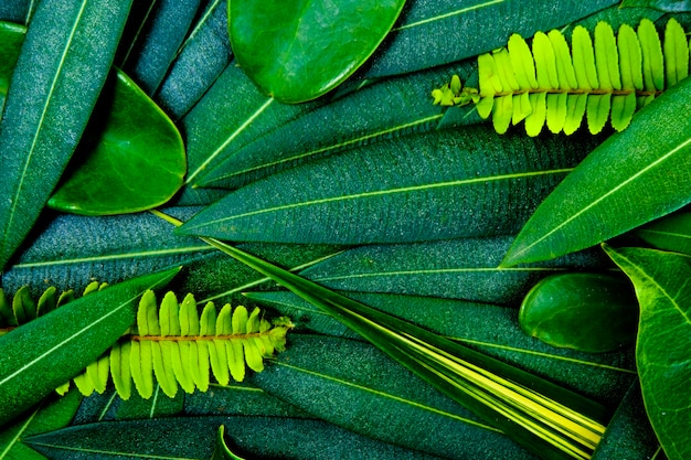 Idée créative de la disposition des feuilles vertes pour le fond et la texture.