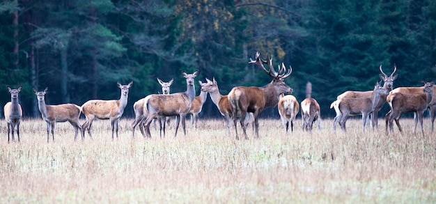 Idylle d'automne Panorama d'un troupeau de cerfs et de daims européens