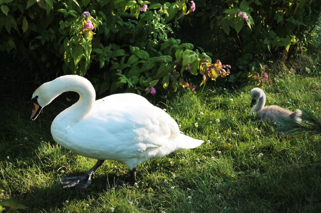 Idylle d'été mère et son poussin cygne