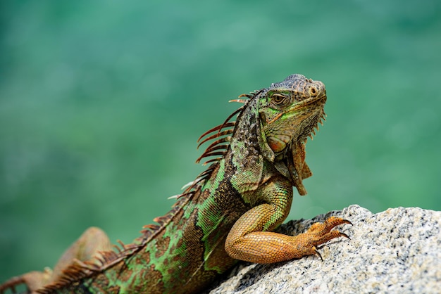 Iguana iguana également connu sous le nom d'iguane américain un gros plan d'un iguane vert