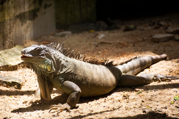 Photo iguana se détendre sur le sol en cage dans un parc public à bangkok en thaïlande pour les thaïlandais et les voyageurs étrangers à pied et à la recherche de voyages