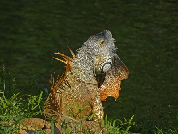 Iguana