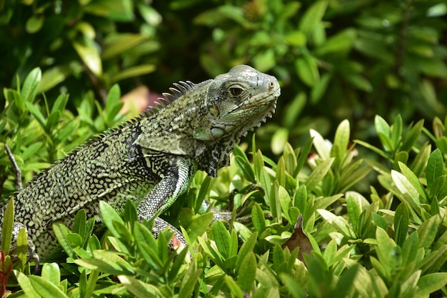 Iguane accroupi au sommet d'un buisson vert