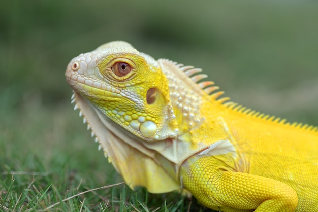 Iguane albinos jaune sur l'herbe