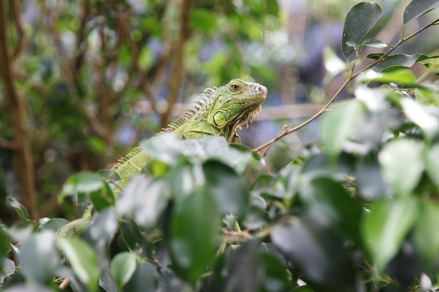 Iguane sur un arbre Grand lézard herbivore de la famille des iguanes