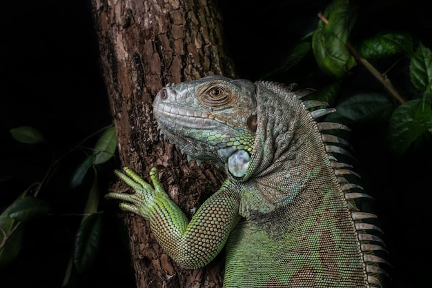 iguane sur un arbre rampant et posant