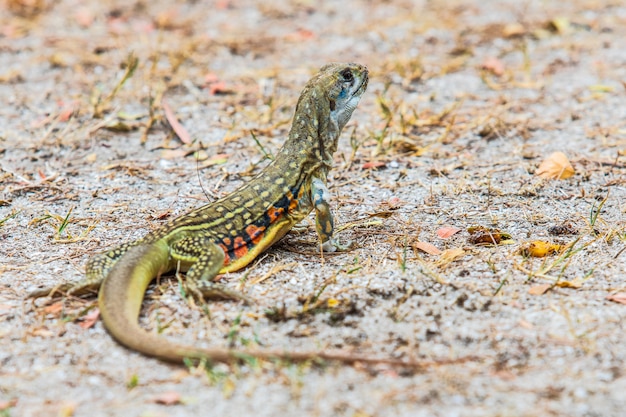 L&#39;iguane d&#39;Asie sur la pelouse.