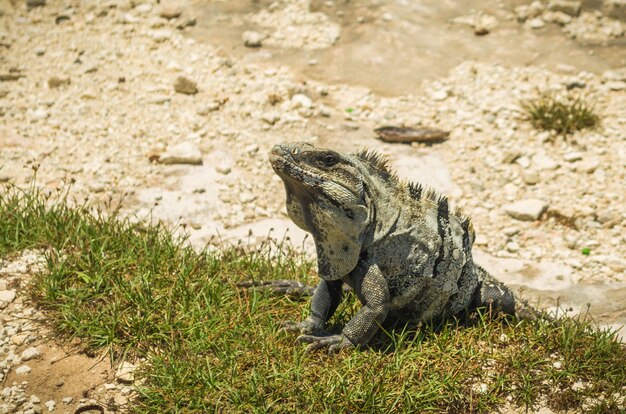 Iguane au soleil sur la plage