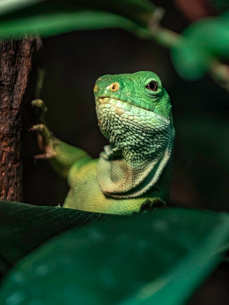 Iguane bagué des Fidji