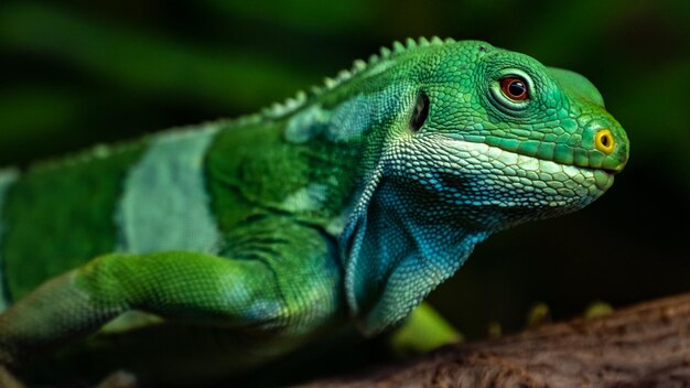 L'iguane à bandes des Fidji