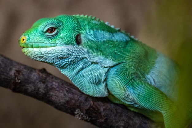 L'iguane à bandes des Fidji