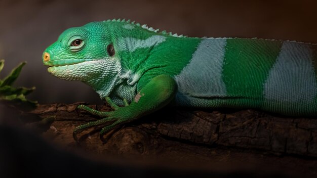 L'iguane à bandes des Fidji