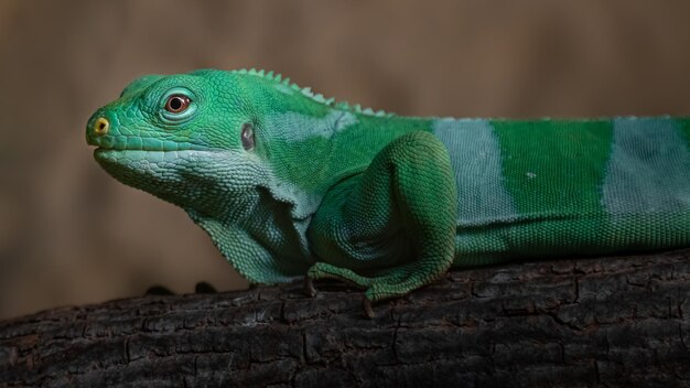 L'iguane à bandes des Fidji