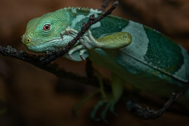 L'iguane à bandes des Fidji