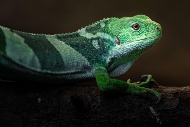 L'iguane à bandes des Fidji