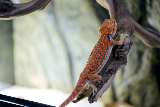 L'iguane à barbe rouge dans le terrarium Pogona est un genre de reptiles animal incroyable mignon d'Australie Contenu de lézard exotique à la maison