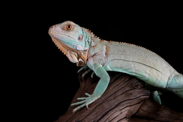 Iguane bleu Cyclura Lewisi gros plan sur bois