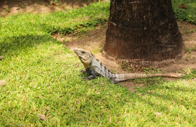 Photo un iguane bleu est assis dans l'herbe à côté d'un arbre.